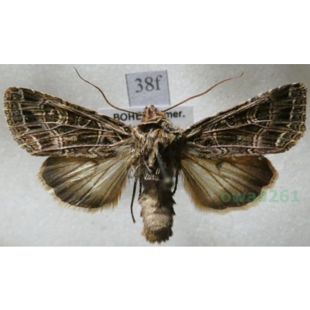 Sideridis reticulata (Goeze, 1781) Czech38f